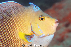 Was this hybrid's daddy a triggerfish?? by Kevin Bryant 